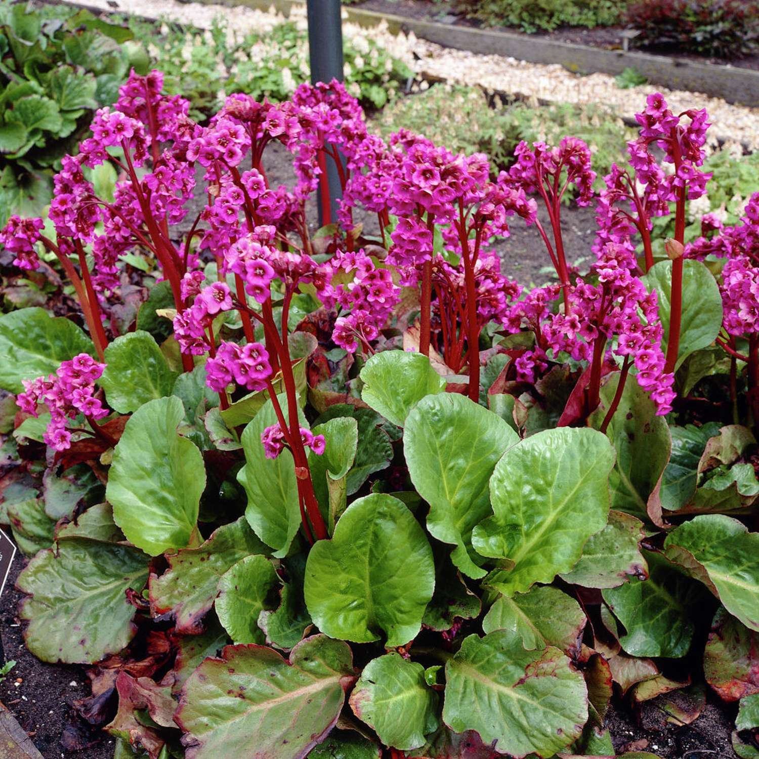 Herttavuorenkilpi (Bergenia cordifolia)